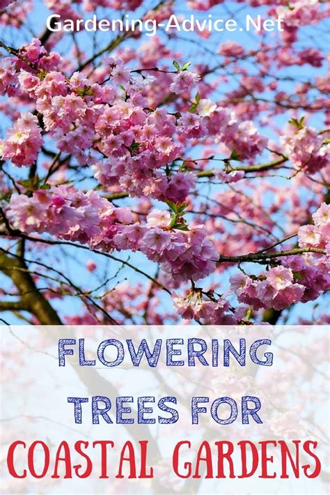 View the alphabetical list of plants with the ability to sort by common name, scientific name, type. A List Of Flowering Trees For Coastal Gardens | Coastal ...