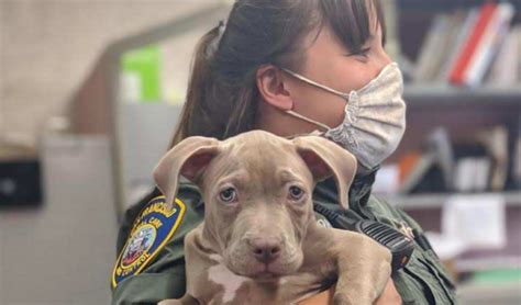 We have grown from just resolving residential client's pest control problems in san jose and surrounding areas to resolving some of the toughest wildlife. SF's Animal Care & Control Joins A&E's "Live Rescue" TV Show