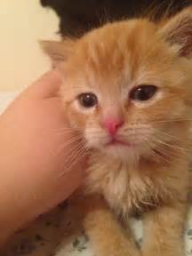 Check poison symptoms, diagnosis & treatments. Kitten Rescued by Pet Supply Store Employee - Love Meow
