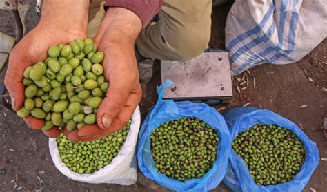 Some famous brands include aliz and the prices starts from rupees 150 and goes up to rupees 5545. Rs382 mln project to produce 'made in Pakistan' olives ...