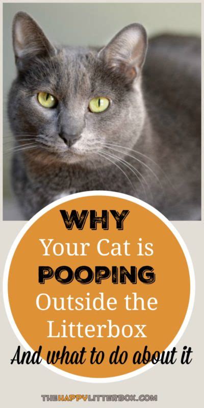 It indicates that something isn't right with your best friend. Cat Pooping Outside the Litter Box? 5 Possible Reasons Why