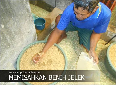 Khusus untuk iklan ini, harga yang tertera adalah per biji, minimal pemesanan 20 biji. 5 tahapan benih padi sebelum ditanam