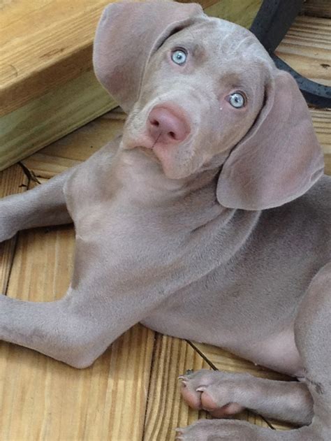 However, they are distinctly separate breeds. 17 Best images about Weimaraner on Pinterest | Puppy care ...