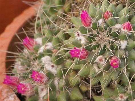 They are so cheerful colors, it's nice to see them … if you ever see them. Mammillaria compressa - Compressed Nipple Cactus