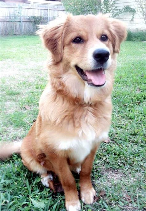 It is the smallest of the retrievers, and is often mistaken for a small golden retriever. Nova Scotia Duck Tolling Retriever Lab Mix