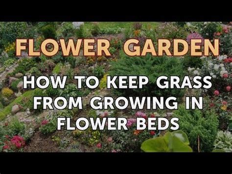 We did not find results for: How to Keep Grass From Growing in Flower Beds - YouTube