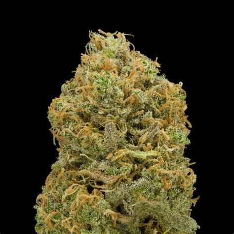 Cbd skunk haze comes from a project between dutch passion and cbd crew. Early Skunk Haze - BIOCARE - Medical Marijuana Menu ...