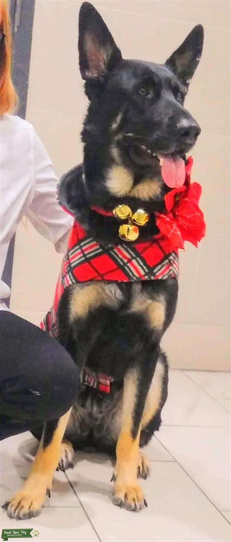 The club develops the breed standard (i.e. Stud Dog - Bi-color Female German Shepherd - Breed Your Dog