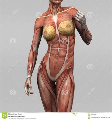 Buy now, and you will be happy having made this decision. 1000+ images about Muscle Anatomy on Pinterest | Biceps ...