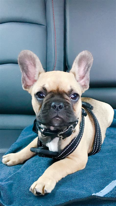 The pied french bulldog comes in multiple standard color variations. Fawn With Blue Mask French Bulldog | French Bulldog