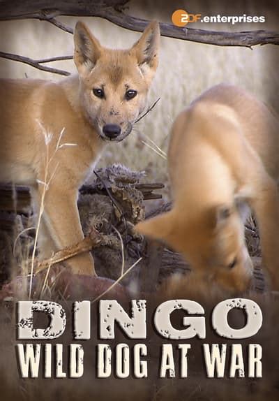 Amigos de armas, cães de guerra, psi rata, vurguncular, karo šunys, war dogs: Watch Dingo - Wild Dog at War (2012 Full Movie Free Online ...