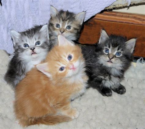 Showing and raising maine coons for over 30 years. Maine Coon Cats For Sale | Jersey City, NJ #131266