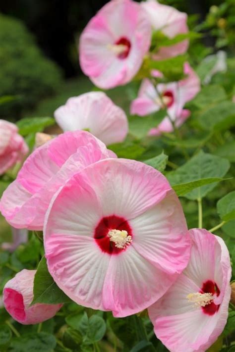 The tea prepared from this herb is an effective remedy for flu and acute. hueandeyephotography: Disco Belle Hibiscus, Grammy's ...