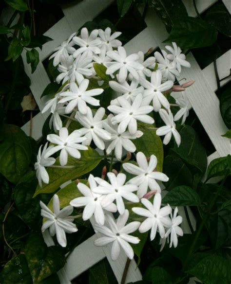Princess jasmine arabian jasmine flower melati daun gambar bunga melati cantik nan indah mempesona. Download Gambar Bunga Melati Terbesar - Vina Gambar