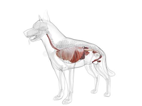 Die anatomie ist die lehre vom aufbau des körpers. Hundeinnere organe stock abbildung. Illustration von ...