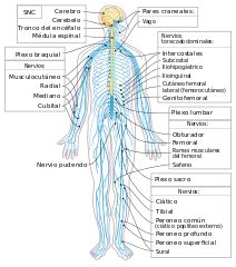 The nervous system is a complex network of neurons and cells that carry messages to and from the brain and spinal cord to various parts of the body. File:Nervous system diagram unlabeled.svg - Wikimedia ...