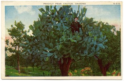 They're covered with spines, they grow in hostile, arid climates. ARIZONA - Prickly Pear Cactus