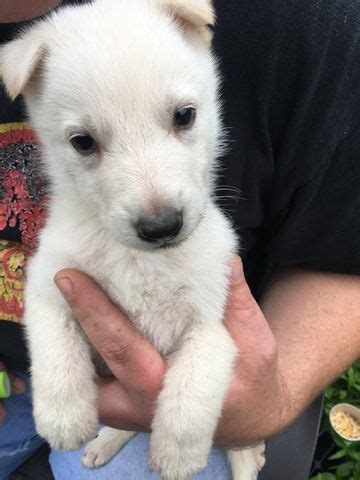 Pembroke welsh corgi puppies for sale and dogs for adoption in indiana, in. German Shepherd Dog puppy for sale in RICHMOND, KY. ADN ...