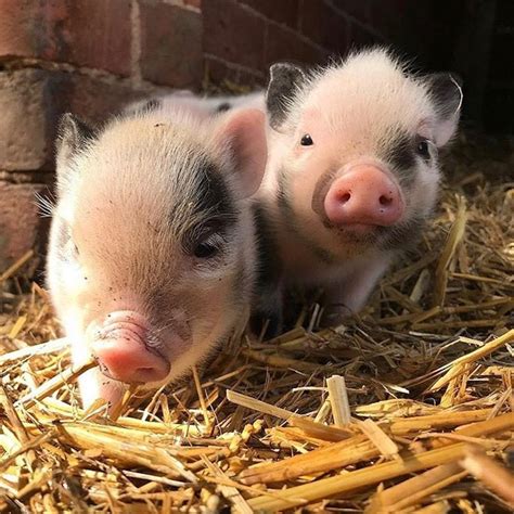 Ici seulement du x taboo. Après le bar à chats, un café avec des cochons nains ouvre ses portes à Tokyo