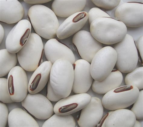 Jadi seeloknya selaput bijinya dibuang sebelum dimasak. File:Seeds of swordbean (5565052640).jpg - Wikimedia Commons