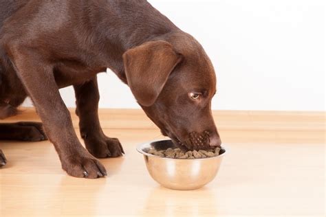 As of january 11, fda has been made aware of more than 70 dogs that have. FDA expands Sportmix pet food recall after additional pet ...