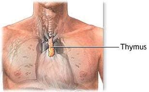 The thymus gland is a pink, lobulated lymphoid organ, located in the thoracic cavity and neck. Study finds thymectomy a "one-shot deal" for those with ...