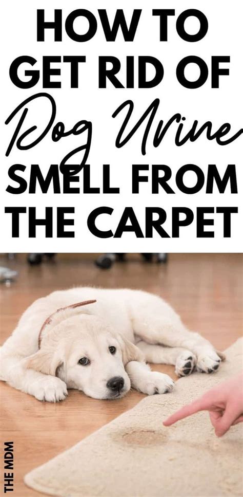 This article will deal with that aspect in detail. How to Naturally Remove Dog Urine Smell From the Carpet ...