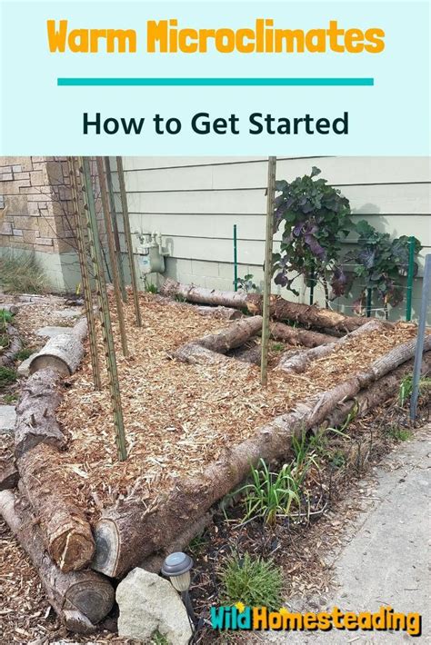 A cactus growing in a stem between two leaves.? How to Get Started with Warm Microclimates in 2020 ...