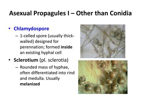 | meaning, pronunciation, translations and examples. PPT - Ascomycete Anamorphs and the Imperfect Fungi ...