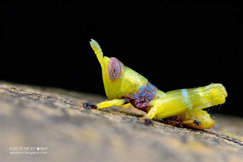 Grillo è nome comune di alcuni insetti ensiferi della famiglia gryllidae della superfamiglia grylloidea, e, a volte, in maniera scorretta, di alcuni membri di piccole dimensioni del sottordine caelifera, più propriamente definiti locuste. Grasshopper nymph (Caelifera) - DSC_4698 (With images ...