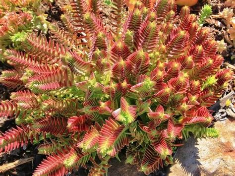 This is a highly sought after aquascaping stone, rarely found in the us due to its. Eye-catching, Crassula capitella 'Red Pagoda' is a ...