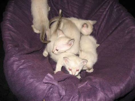 Check spelling or type a new query. Adorable Apple head Siamese kittens for Sale in Jersey ...