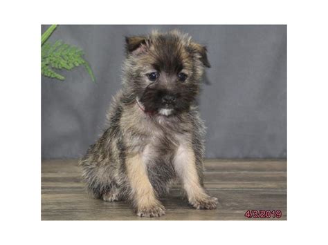 Our cairn terrier puppies for sale come from either usda licensed commercial breeders or hobby breeders with no more than 5 breeding mothers. Cairn Terrier-DOG-Female-Wheaten-2322921-Petland Lewis Center