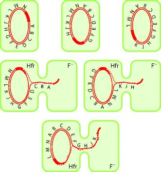 Wie die gene auf den chromosomen kartiert werden konnten. Horizontaler Gentransfer bei Bakterien | SpringerLink