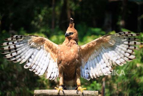 Dalam pasal 12 terdapat peraturan yang melarang menambahkan gambar, angka atau apapun pada lambang negara garuda pancasila dan garuda pancasila pun dilarang dijadikan sebagai cap dagang. Apakah Burung Garuda Asli sama dengan Elang Jawa ...