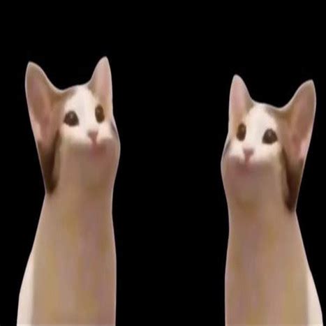 #katy perry #new #katy perry gif #popcats #popcats #katycats #lo mas nuevo de katy #la jefa #las ruedas #la cerebro #el want to see more posts tagged #popcats? popcat啵嘴猫表情包动图下载-popcat啵嘴猫表情包下载高清版 - 偶要下载手机频道