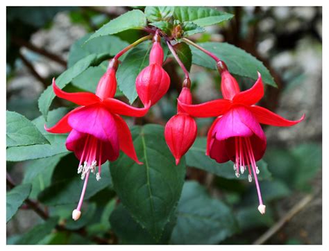 Orecchini a fiori fucsia 10mm. "Campanelle.."I romantici fiori della fucsia.. | Alcune ...