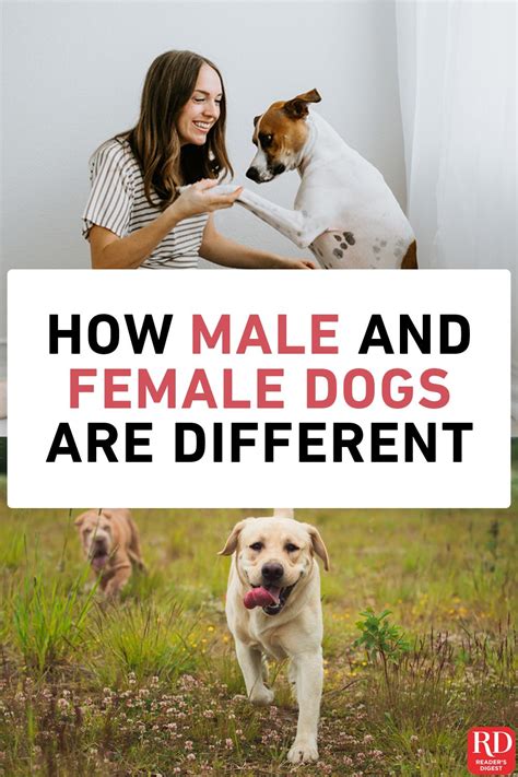 In such cases, most fights are won by the heavier male.112 another common reason for fighting in domestic. How Male and Female Dogs Are Different | Dogs