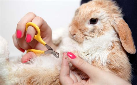 Learn more about our dog grooming services. Pet Grooming in Dubai: Pet Sitting, Mobile Grooming and more