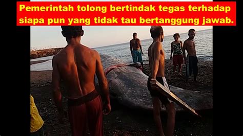 We did not find results for: Ikan Paus Mati - YouTube