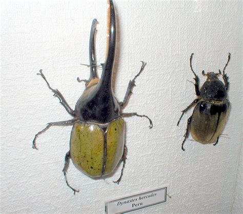 After the larval period, transformation into a pupa, and molting, the. Hercules beetle