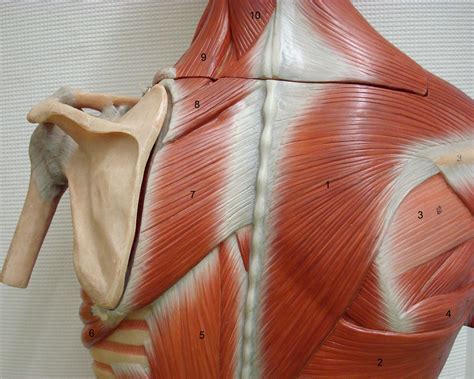Muscles of the torso, as well as muscles in the arms or legs, can give the impression of we analyze precisely the plastic anatomy, that is, the structure of precisely those anatomical structures that form. Back Muscles Anatomy - Low Back Muscles Anatomy Lower Back ...
