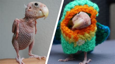 People believe the baby bird is. Adorable Naked Bird Becomes Internet Sensation - YouTube