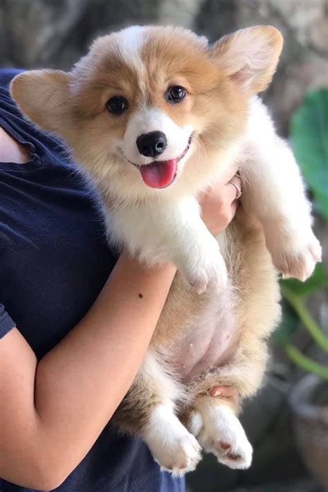The welsh corgi is a loving and affectionate breed who will be a puppy at heart for its entire life. Corgi Puppies For Sale Nc - petfinder