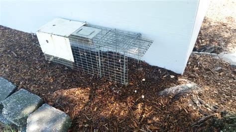 Our team delivers elite pest control in mississippi with a combination of experience, knowledge, passion and service area:entire forked river area. Wildlife Removal - Raccoons find easy entry in this Forked ...