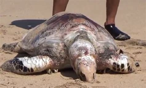 Jaring untuk menangkap ikan, tambang, tali pembungkus. Setelah Paus Sperma, Kini Penyu Mati Ditemukan di Perairan ...