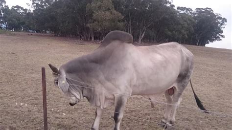 Brucey the bahman bull loves long walks on the beach, belly rubs 'like a dog', and has 700 facebook friends. Brahman Bull - YouTube