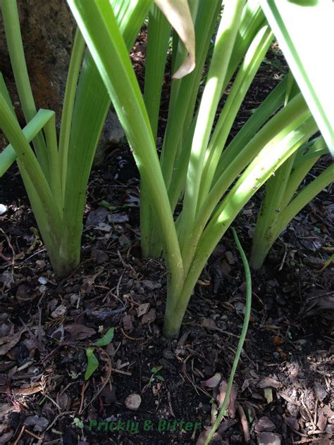 Check spelling or type a new query. Prickly and Bitter: Sandra's Garden: onion you grow for a ...