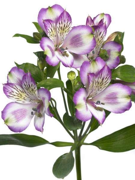 Alstroemeria is a genus of tuberous perennial garden plants, known by the names peruvian lily, inca lily, wild orchids. Snijtakken van Alstroemeria Hawaiian Dream weten het ...