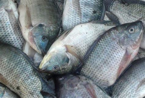 Ikan nila adalah ikan air tawar yang perlu dimasak dengan teknik khusus agar tidak menyisakan bau lumpur. Budidaya Ikan Nila Omset Puluhan Juta